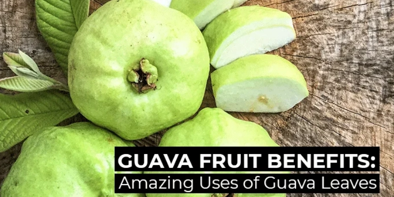 Health-Benefits-Of-Guava-Leaves (1) (1)