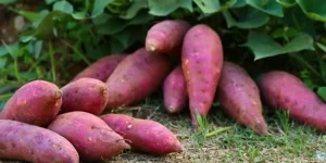 Health Benefits Of Sweet Potatoes