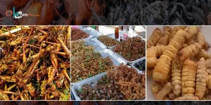 Top Strangest Foods In The World, Should You Try?